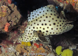 Barramundi cod in his hiding place by Andre Philip 